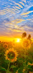 Fotobehang Oranje Morning flowers  © denis_333