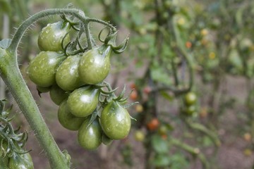 green tomatoes on the bush, growing vegetables, healthy food