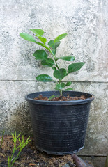 Fototapeta premium house plant 