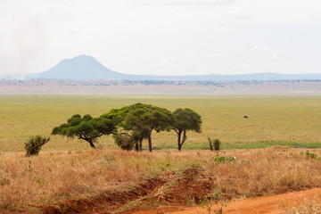 Fototapeta premium Tarangire Vista