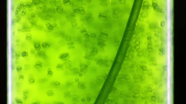 Photobioreactor in Algae fuel biofuel industry