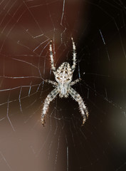 Crossed spider on web