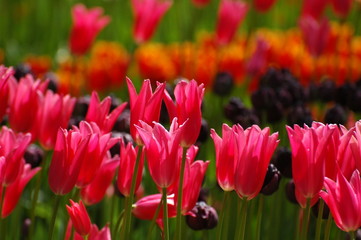 Blooming in Keukenhof, Holland