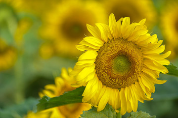 portrait of a sunflower in the field