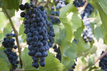 purple red grapes with green leaves on the vine. fresh fruits