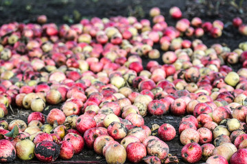 Many fallen apples on the ground