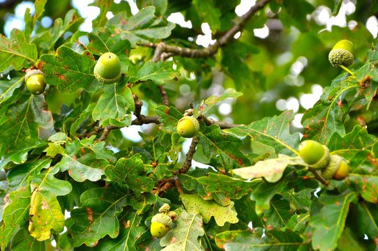 Eicheln am Baum