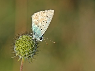 Silbergrüner Bläuling (Polyommatus coridon) auf Tauben-Skabiose