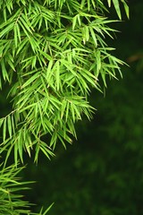 Fototapeta premium bamboo leaves