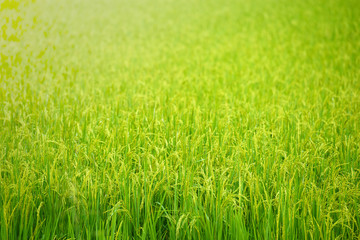 Rice field