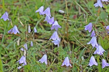 Rundblättrige Glockenblumen  mit Morgentau