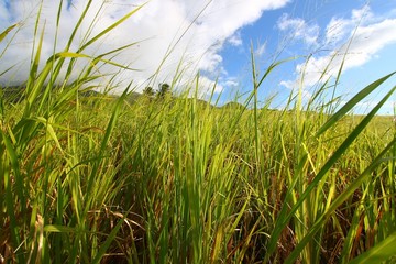Sugar Cane Field Saint Kitts