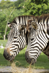 Fototapeta na wymiar two African Zebra eating grass