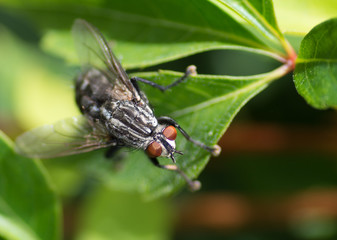 Mouche