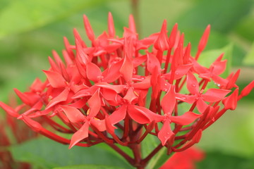 Chinese Ixora flower