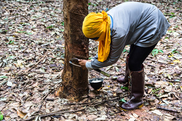 farmer rubber tapping on tree
