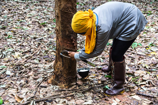 Farmer Rubber Tapping On Tree