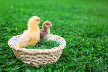 Easter nest with chick