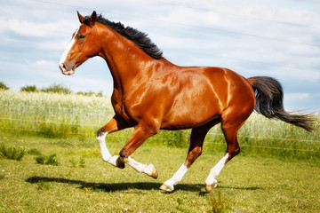Naklejka premium Running purebred horse