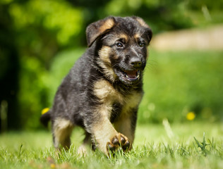 German shepherd puppy