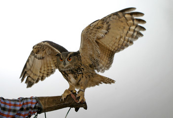 Eule mit ausgebreiteten Flügeln
