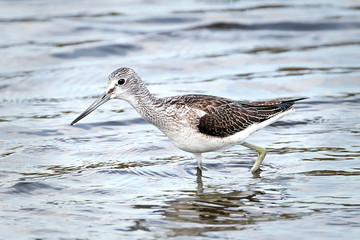 Common Greenshank (Tringa nebularia)