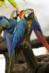 yellow and blue Macaw