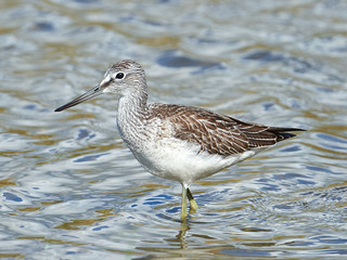 Common Greenshank (Tringa nebularia)