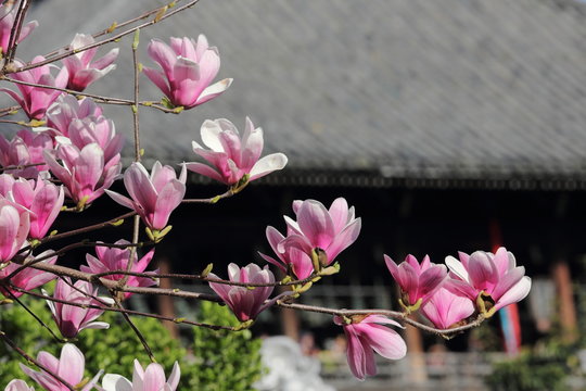 26 Best 紫木蓮の花 Images Stock Photos Vectors Adobe Stock