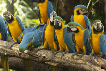 group of Macaws