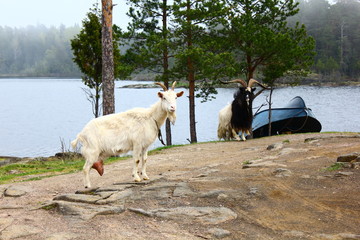 Two goats and a boat on the island, Valaam Island, Russia