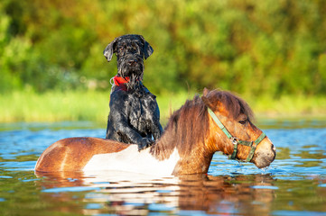 Giant schnauzer dog with painted shetland pony in the water