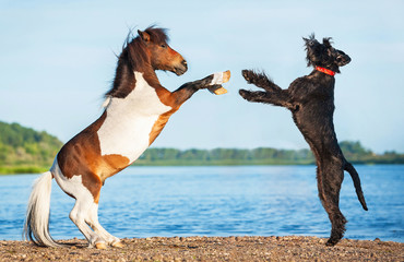 Giant schnauzer dog playing with painted shetland pony