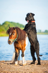 Fototapeta na wymiar Giant schnauzer dog with painted shetland pony