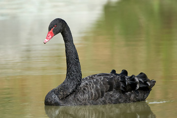 Black Swan (Cygnus atratus)