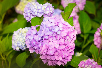 hydrangea