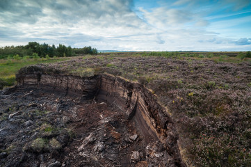 Heather flowers growing on top of peat bog field