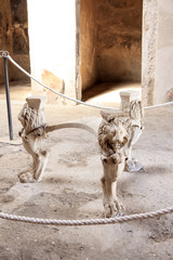 Gestell mit L&ouml;wenkopf in Pompeji - Casa di P. Casca Longus