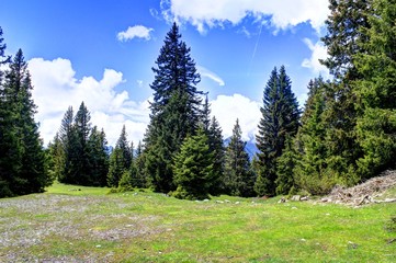 Waldlandschaft - Bichlbach - Kohlspitzberg
