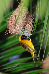 uccello tessitore giallo parco nazionale del  kruger sudafrica