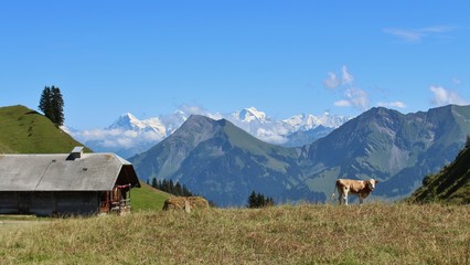 Scenery in the Simmental, farm and Niesen