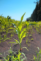 Green corn sprouts