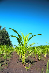 Green corn sprouts