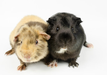 zwei kleine Meerschweinchen-Babies