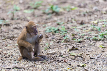 monkey eat food