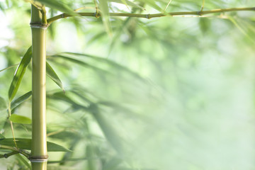 bamboo leaves and twigs with blurred background - obrazy, fototapety, plakaty