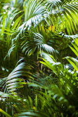 tropical exotic palm leaves background