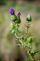 Stem thistle blooming buds