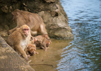 group of monkey drink water