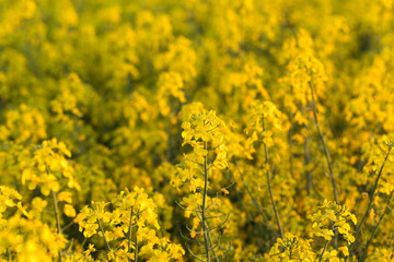 Fototapeta premium field of rapeseed